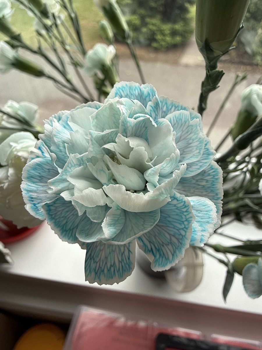 Miss Richardson (@bpsrichardson) on Twitter photo Today in year 3 we have observed how the water is transported through the Xylem in plants. Just look at how amazing our results are. <a href="/BoothferryPS/">Boothferry Primary #weareBoothferry</a> <a href="/MissLinklater/">Miss Linklater</a> Today in year 3 we have observed how the water is transported through the Xylem in plants. Just look at how amazing our results are. <a href="/BoothferryPS/">Boothferry Primary #weareBoothferry</a> <a href="/MissLinklater/">Miss Linklater</a>