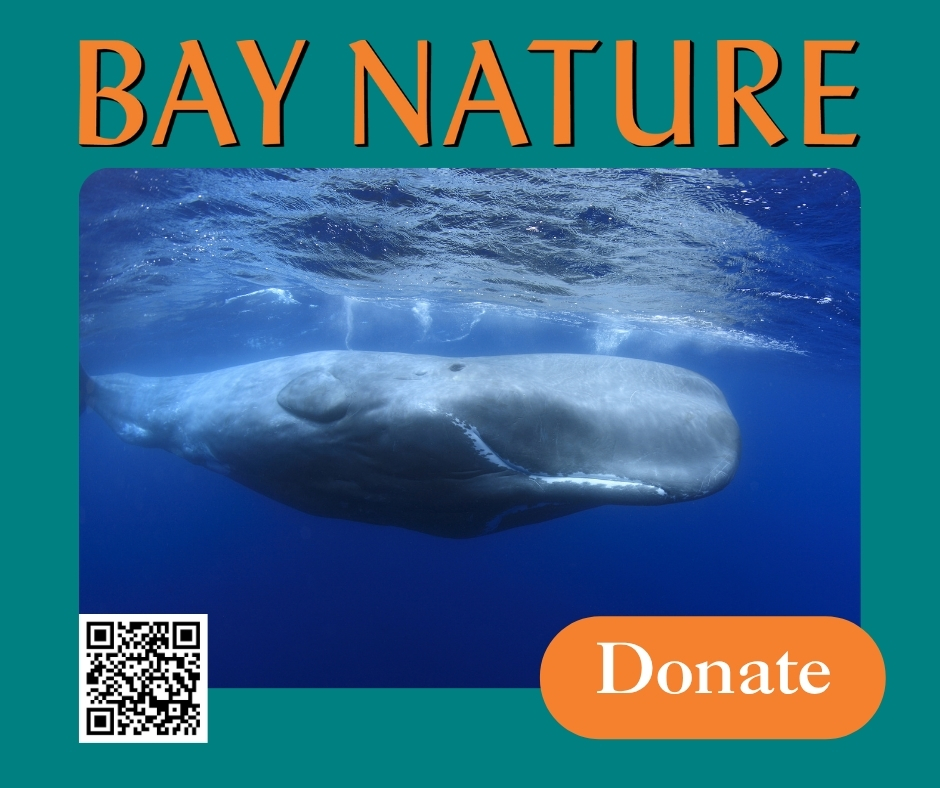 BayNature's tweet image. These are extraordinary times for environmental issues in the Bay Area. 🐋 Bay Nature keeps you informed. Many readers—like you—know the power of independent media. 🔶 Meet the moment with us by giving today!
🔗 ow.ly/k40Y50WfPtR
📷 Thierry Eidenweil (Getty Images)