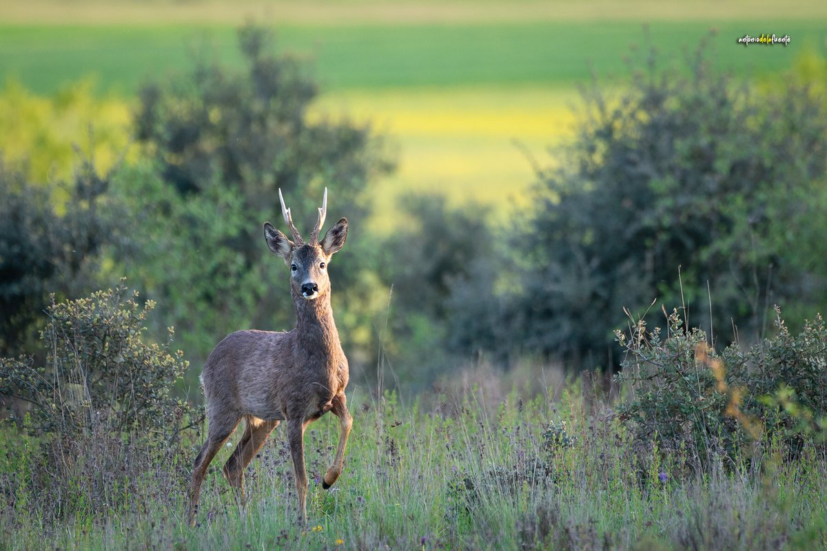 Uno de esos momentos que vives con emoción. 
Hay que venerar su visión efímera como una ofrenda.