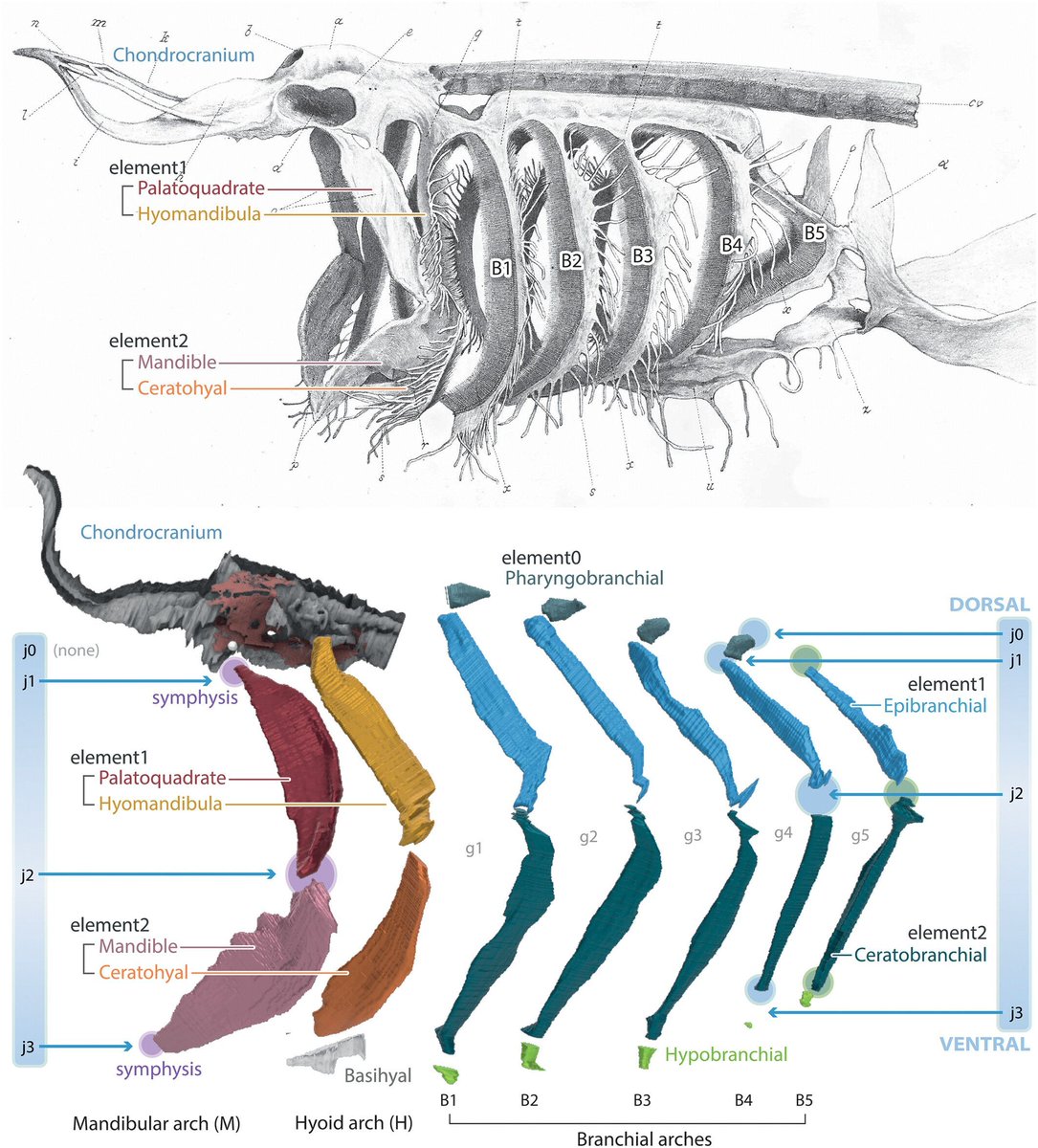 AnatRecord's tweet image. How do basking sharks feed with such massive mouths? 🦈
Researchers built a 3D “digital puppet” from CT scans, museum specimens, and video to model their elusive cranial movements during filter feeding.
Study by Tairan Li et al.: anatomypubs.onlinelibrary.wiley.com/doi/10.1002/ar…