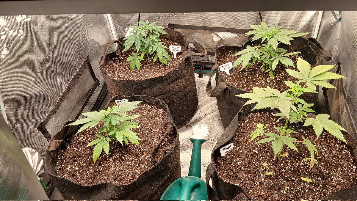 VegHand (@veghand) on Twitter photo They're kicking back and bursting into new growth after the transplant. Well timed. I'll keep these short so I can put them under a scrog net. Been wanting to try that. Been pinching tops and topped the tall Hindu Kush. Thank you <a href="/SensiSeeds/">SensiSeeds</a> again! They're kicking back and bursting into new growth after the transplant. Well timed. I'll keep these short so I can put them under a scrog net. Been wanting to try that. Been pinching tops and topped the tall Hindu Kush. Thank you <a href="/SensiSeeds/">SensiSeeds</a> again!