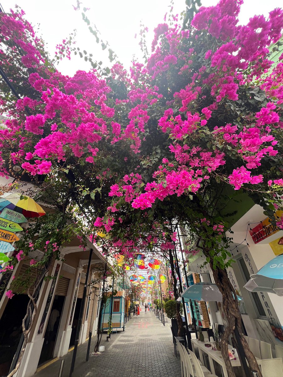 Chelle_L0's tweet photo. When you go on vacation and just take pics of flowers. https://t.co/kcQx58jqdb