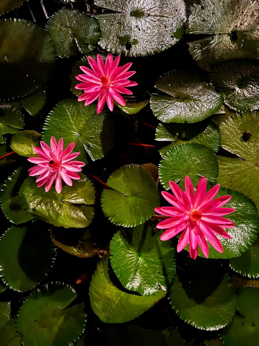Chelle_L0's tweet photo. When you go on vacation and just take pics of flowers. https://t.co/kcQx58jqdb