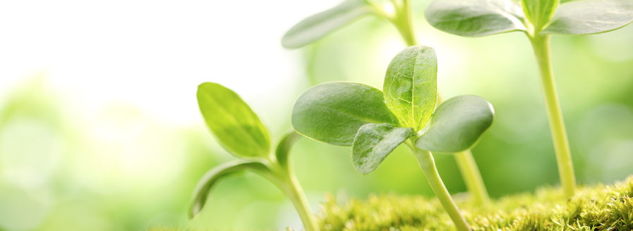 Plants don’t respond to their senses exactly the way a human does, but they do respond to the messages they receive from the world around them to survive, thrive and reproduce. hubs.la/Q03t7lX40