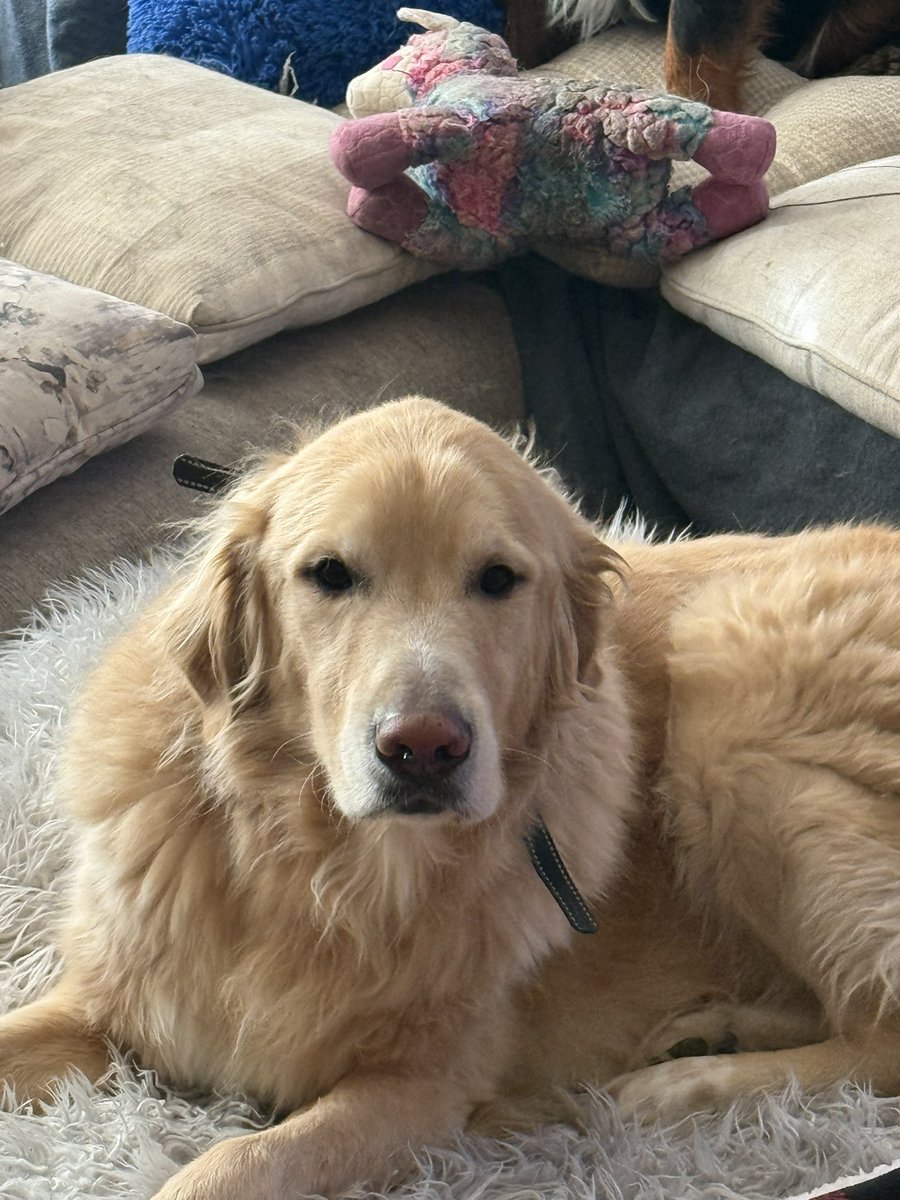 I fucking hate people that can’t control their own dog. So now we have to surrender Chandler for 10 days to the animal shelter to be evaluated cause of the neighbors dog that attacked at the fence. 
Fuck people. Fuck this. He’s going to think we abandoned him.