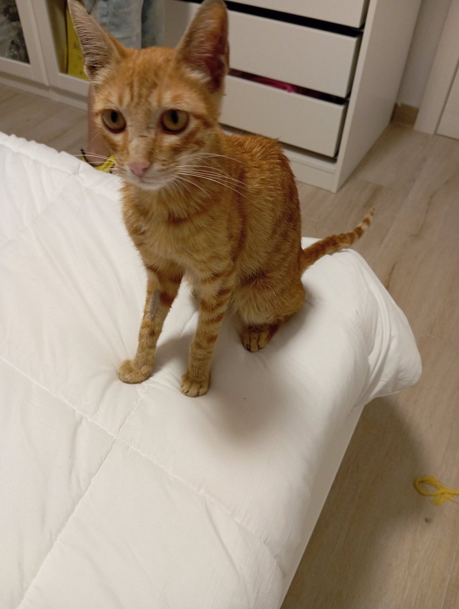 #ayuda #urgente Nico, gato abandonado de manera conjunta con su hermano Nino. Está extremadamente delegado y ha precisado hospitalización. Necesitamos ayuda económica para costear sus gastos veterinarios Bizum 646689901☎️ Maricarmen