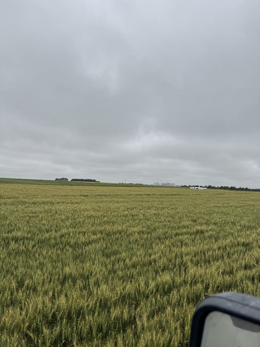 KumpfTim's tweet image. I sold our seed business but still enjoy watching new varieties that are coming soon or years from now on our farm