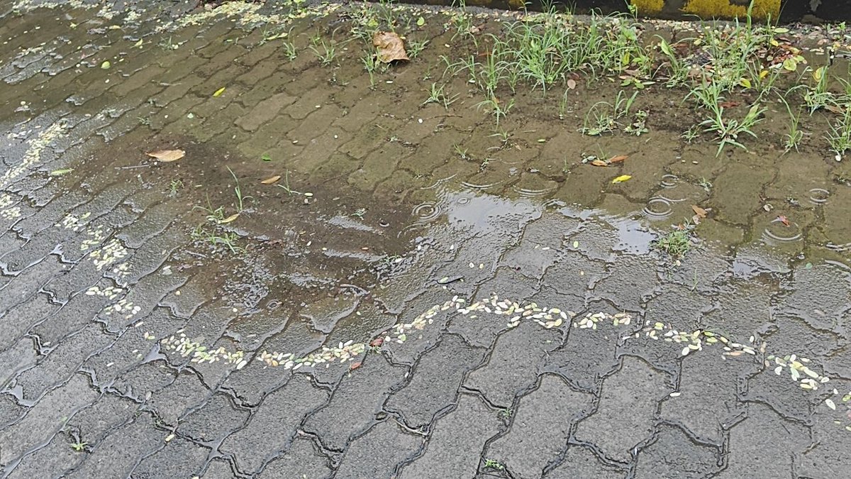 devamitrapanda's tweet image. #myrandomclick प्रकृति की  कला अपनेआप बारिश से