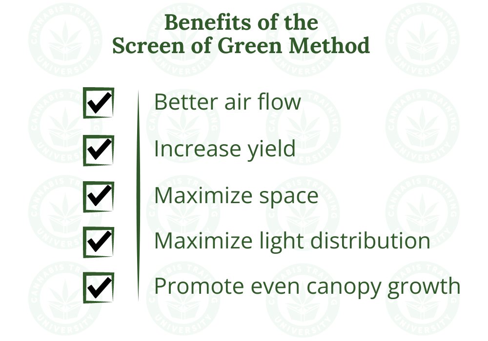 Do you utilize the Screen of Green (ScrOG) Method?

ScrOG is a growing technique used to maximize light exposure and yield by training the plants to grow horizontally instead of vertically.

It’s popular for indoor growers working with limited vertical space or artificial light