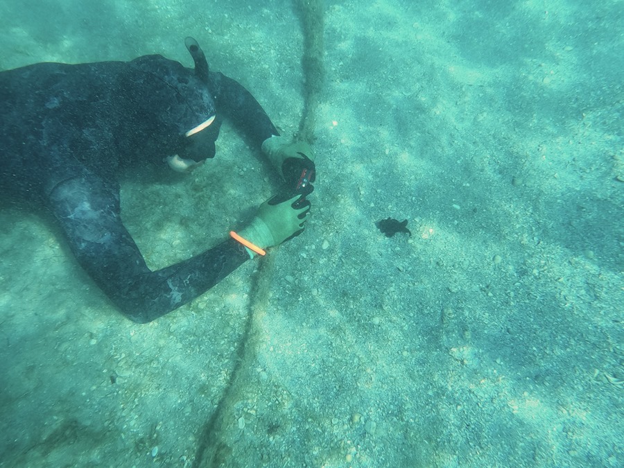 Científicos alertan de una enfermedad en Florida que amenaza a las estrellas de mar

efeverde.com/cientificos-al…
