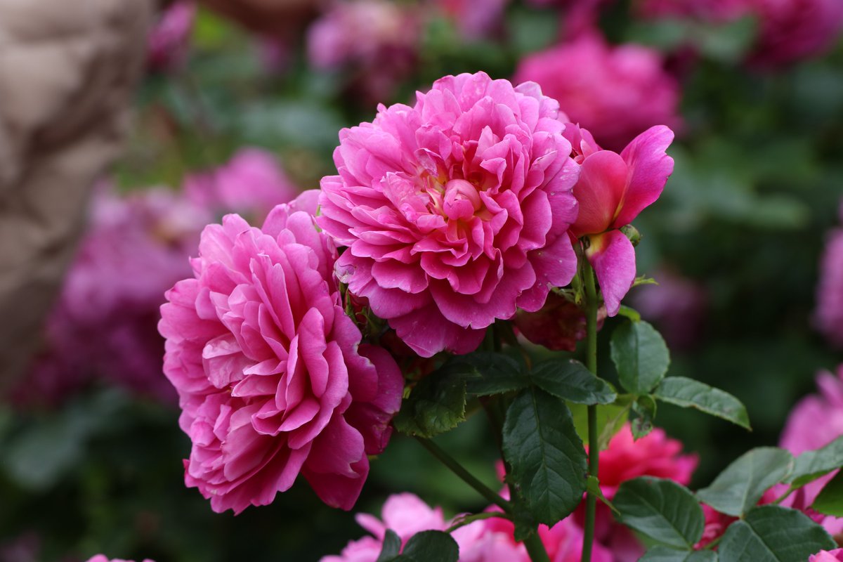 ChesGdnsTrust's tweet image. On the register of Parks and Gardens of Special Historic Interest in Cheshire is the Grade II listed Cholmondeley Castle.
Pictured here is the gorgeous Rosa 'Princess Anne' in the Rose Garden.
#RoseWednesday #CheshireGardensTrust
Photo ©Alison Moore