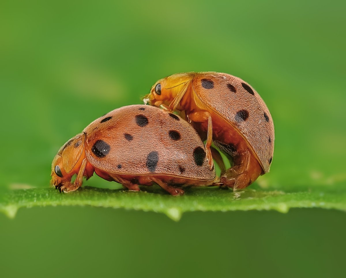 sethy_sritam's tweet image. Wrapped over each other in tender embrace ❣️🐞
Abeautiful pair of Epilachna borealis , commonly called squash lady beetle performing courtship rituals in the midst of nature.
#BBCWildlifePOTD #wildlifephotography #NaturePhotography #IndiAves #macrophotography #macrohour