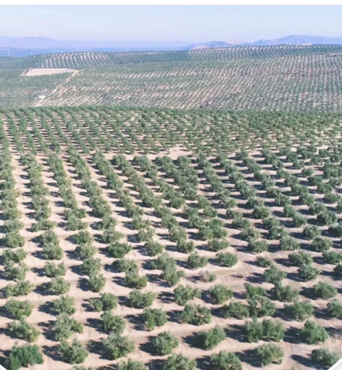 Suudi Arabistan'ın 20.000.000 zeytin ağacı diktiğini ve 11.000 ton zeytinyağı ürettiğini biliyor muydunuz?

çölde zeytin yetiştiriyorlar, bizde zeytin ağaçlarını kesip beton bina yapıyoruz.