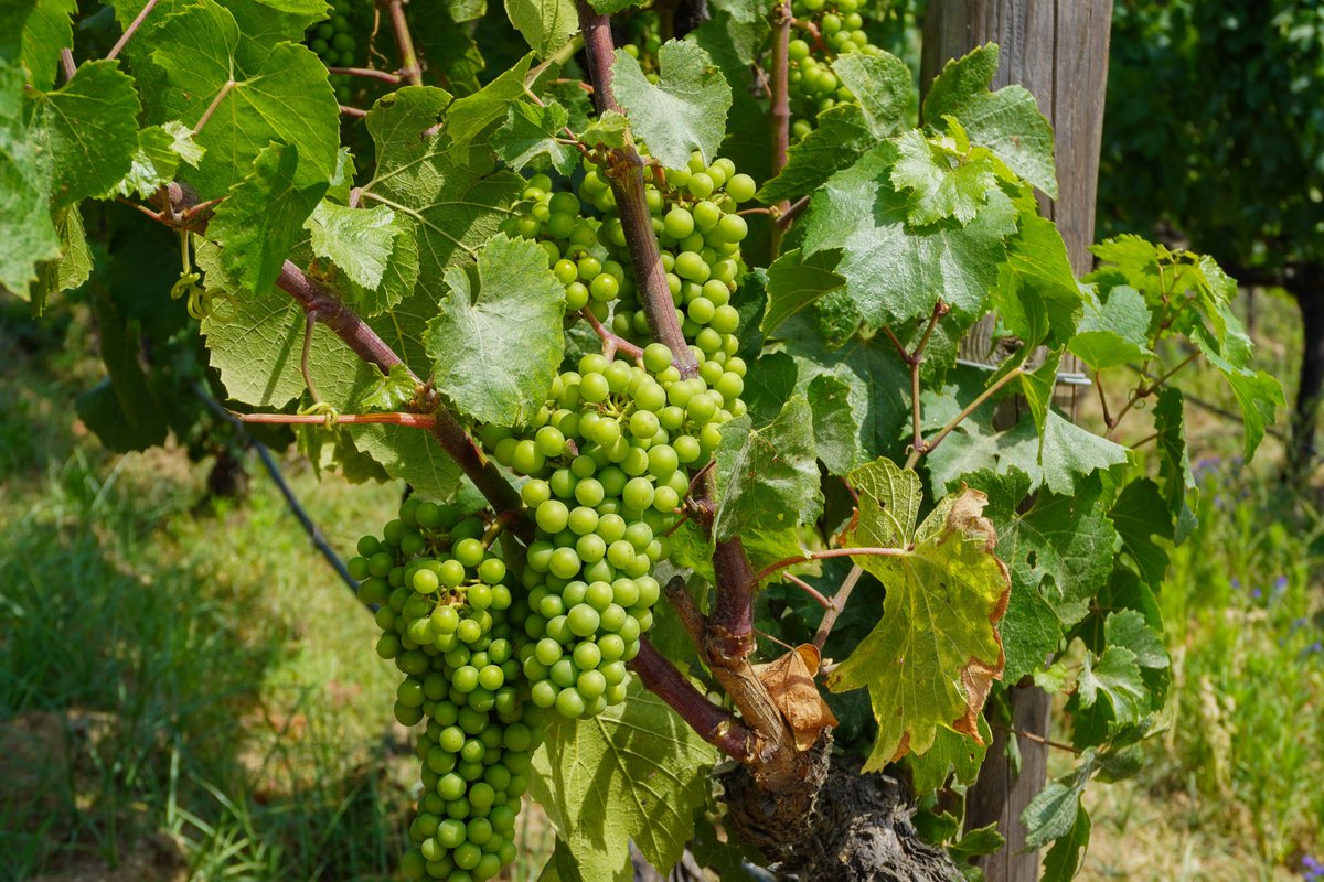 EUHTStPOL's tweet image. 🍇Visita a @ALTAALELLA 

🍷El alumnado del curso de verano visitó hace unos días la bodega Alta Alella para conocer el viñedo, descubrir el proceso de elaboración del vino y disfrutar de una cata de algunos de sus vinos ecológicos.

#EUHTStPOL #AltaAlella #CursoDeVerano
