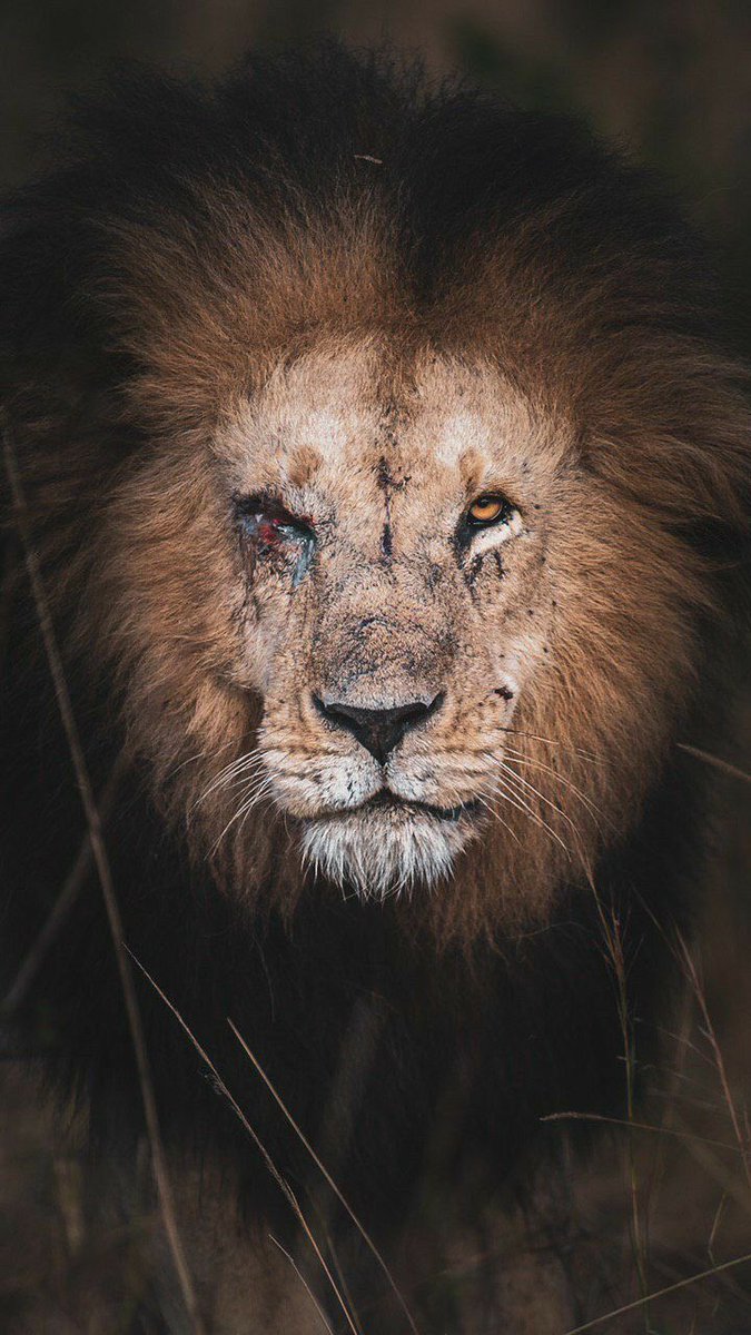 Aslan yorgun ama tehlikeli 

İyi akşamlar