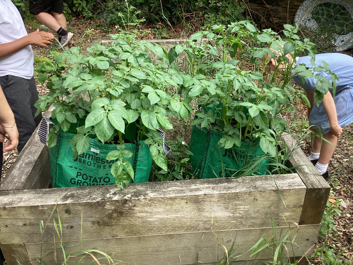 Ince CE Primary and Nursery School tweet media