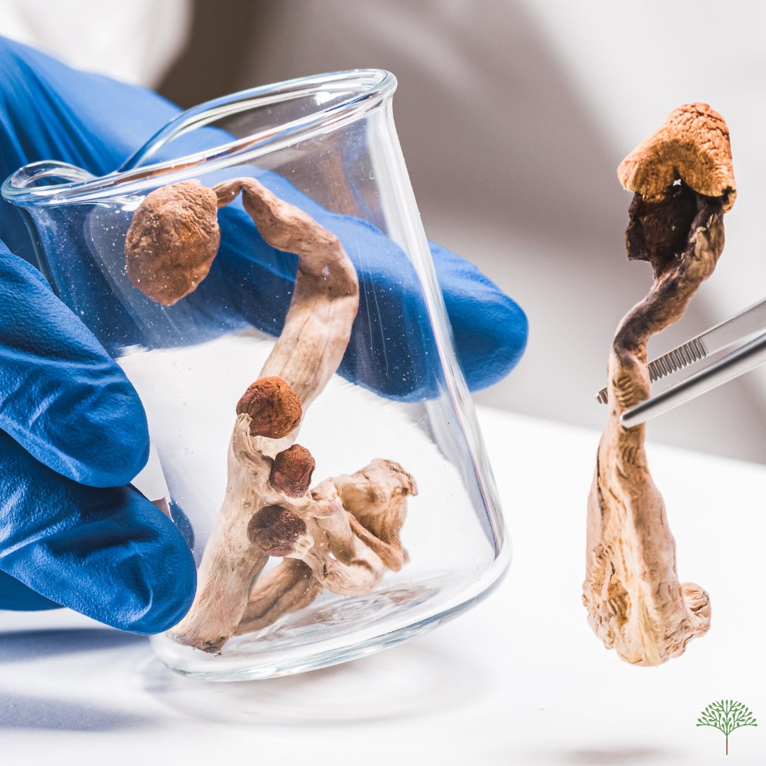 Dr Erik Messamore (@erikmessamoremd) on Twitter photo "Psilocybin, the main psychoactive ingredient in magic mushrooms, can alleviate depression for at least five years after a single dose, a new study finds." - <a href="/LiveScience/">Live Science</a>
#mentalhealthnews #mentalhealthtrends #psilocybin "Psilocybin, the main psychoactive ingredient in magic mushrooms, can alleviate depression for at least five years after a single dose, a new study finds." - <a href="/LiveScience/">Live Science</a>
#mentalhealthnews #mentalhealthtrends #psilocybin