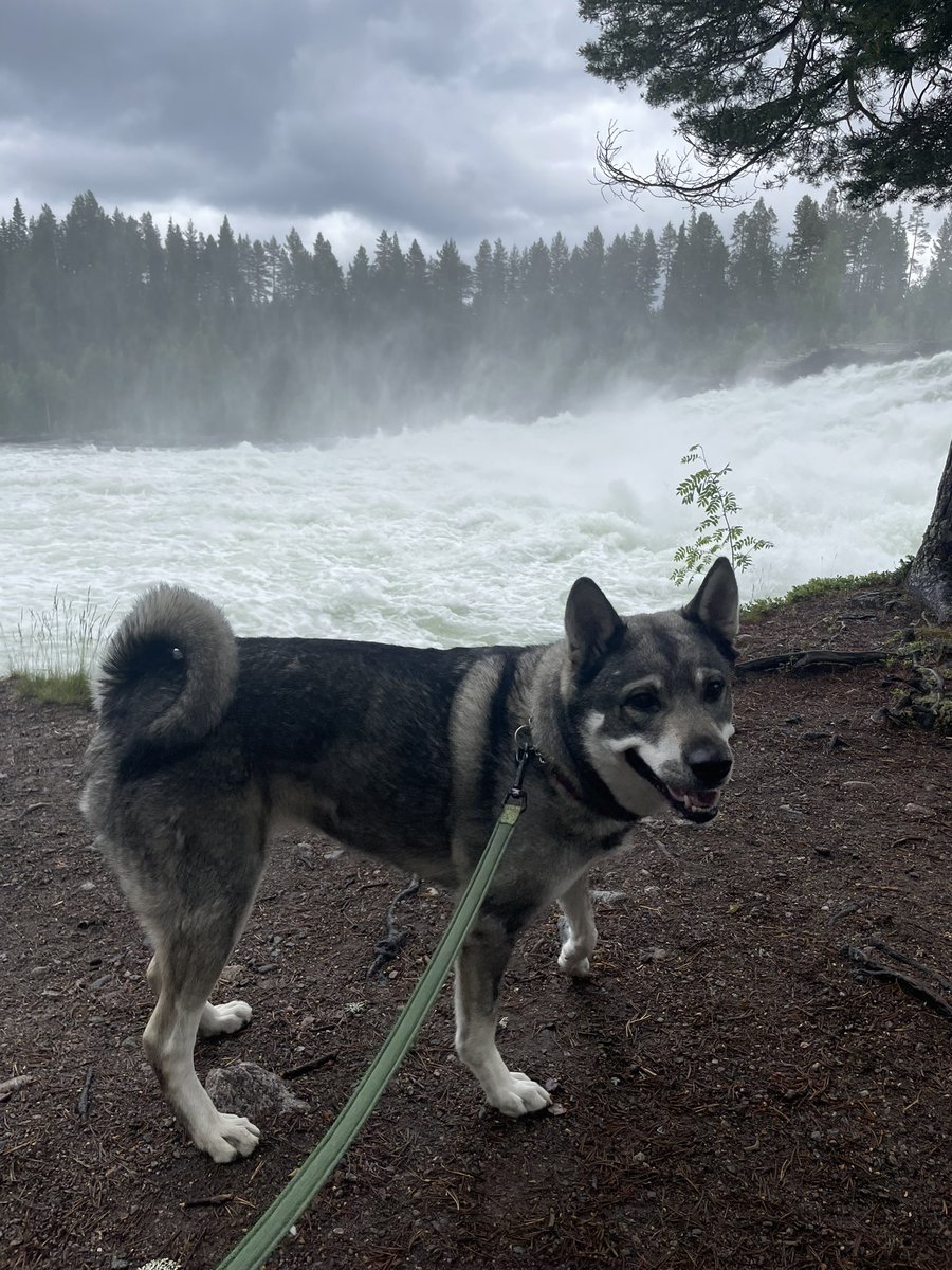MToyra's tweet photo. En utflykt till Storforsen. Lika mäktigt varje gång https://t.co/eveCPO7dMK