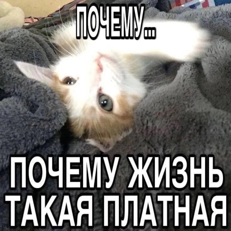 cats, i love cats (@catsilcats) on Twitter photo 