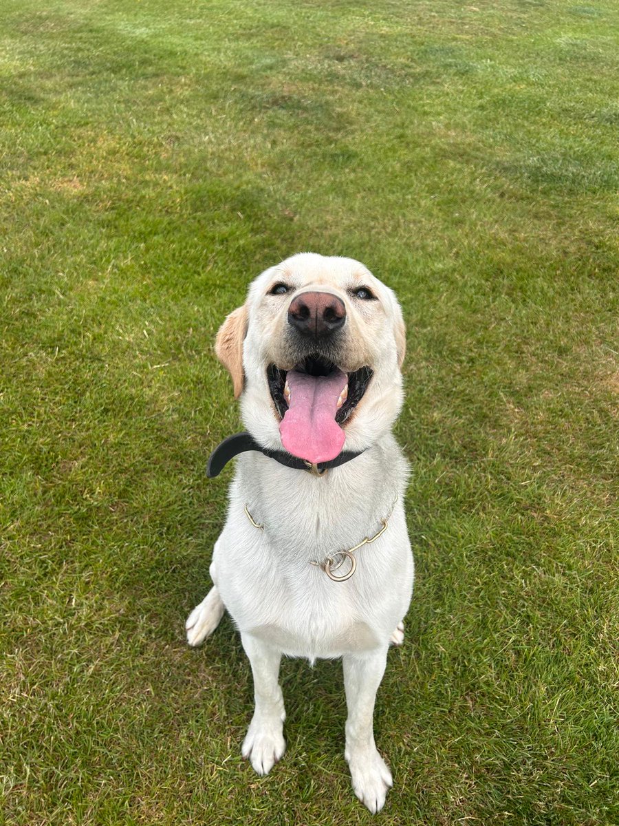 StaffsDogs's tweet image. Pd Sonic is very pleased with himself this afternoon after helping officers locate a quantity of class A drugs following a 🚘 stop 🐶 #thenosethatknows extra biscuits are deserved vdu - 173 refers