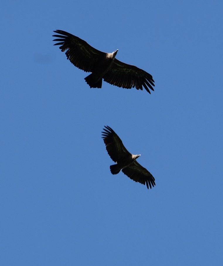 Met de honderden cirkelden deze - denk ik - vale gieren vanmiddag over onze hoofden.