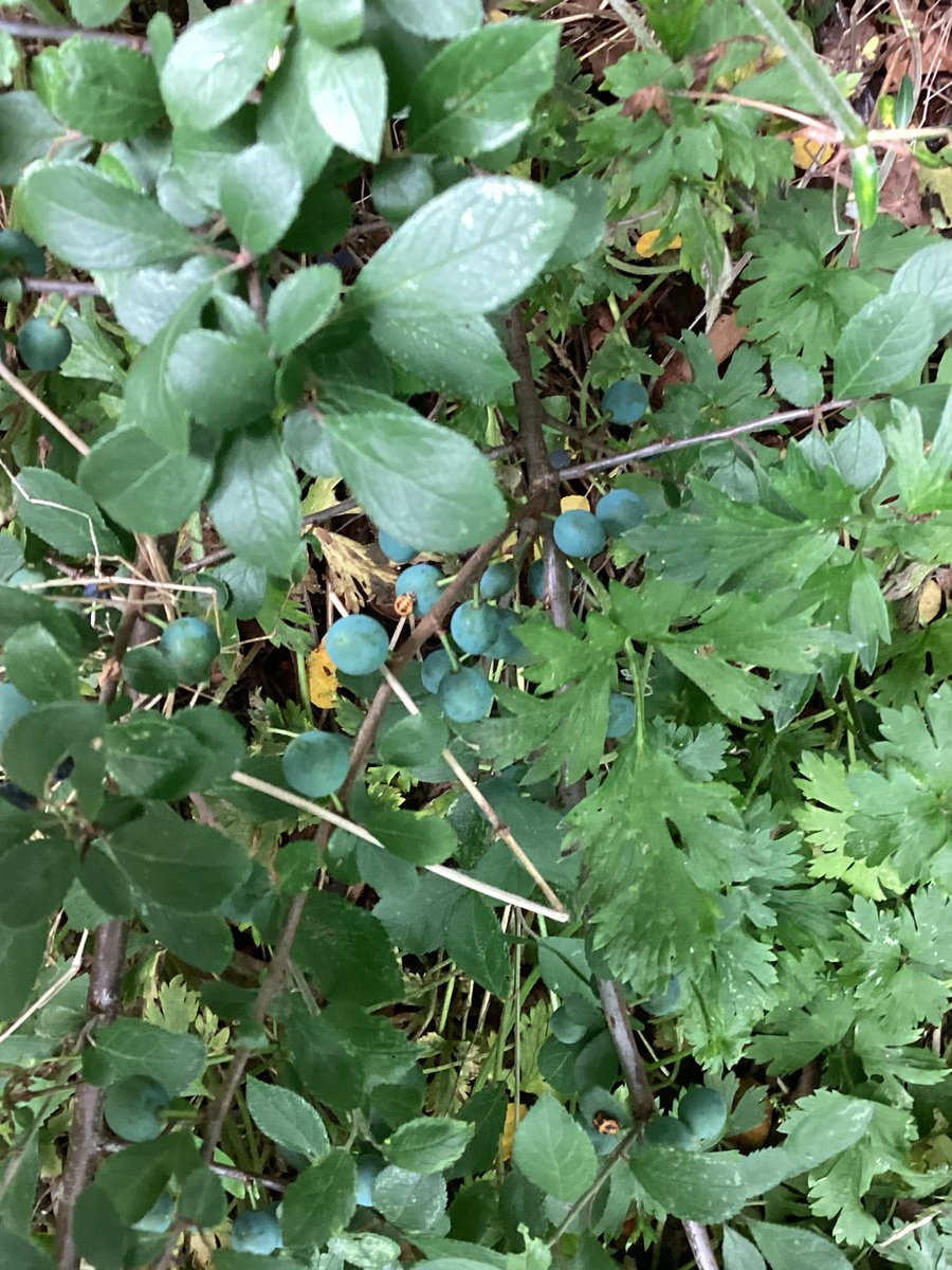 Ince CE Primary and Nursery School tweet media