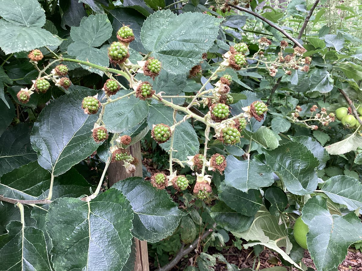 Ince CE Primary and Nursery School tweet media