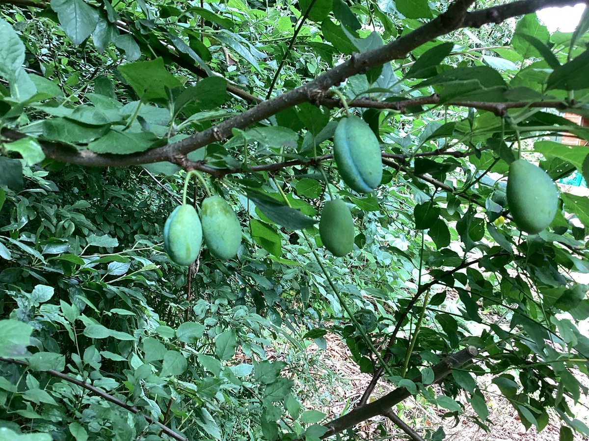 Ince CE Primary and Nursery School tweet media