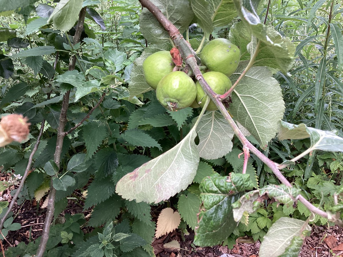 Ince CE Primary and Nursery School tweet media