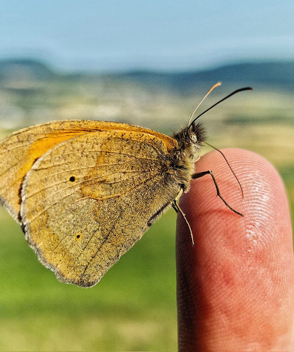 Schon wieder ein Schmetterling! Langsam komme ich mir vor wie Franz von Assisi 🦋🌸🕊️