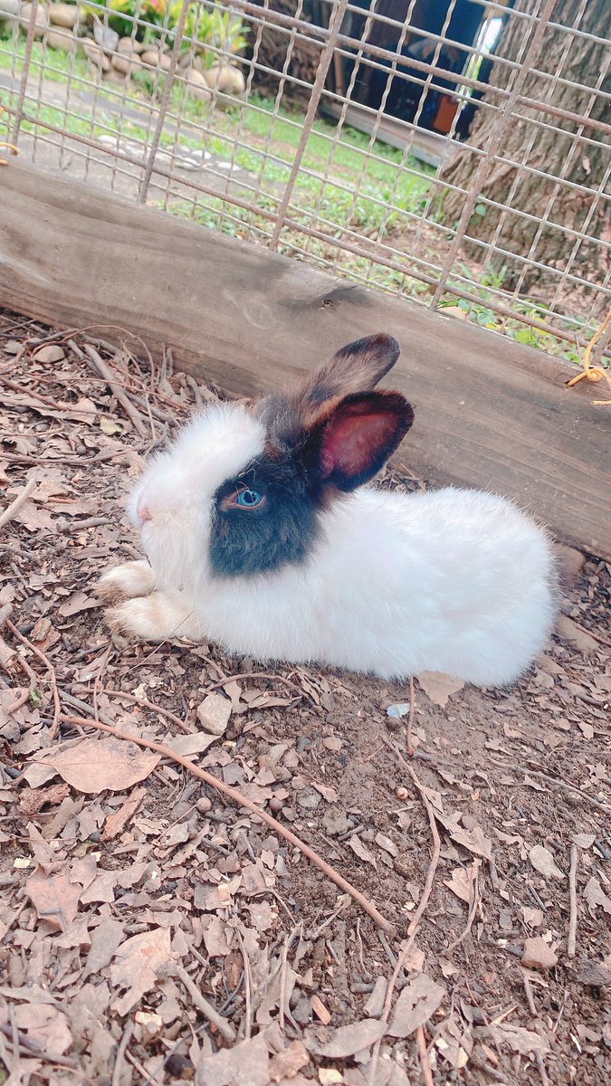 juveislee123's tweet photo. 「可愛い🧸、ふわふわ🐰
 𝕎𝕖𝕝𝕔𝕠𝕞𝕖どうぶつの森🌳」

直接到森林裡面認識了更多新朋友～🐱🐹🐰🐻
還看到漂亮的藍眼睛兔兔✨
要不要跟著小希 一起森林探險呢～🩵🩵

#動物の楽園 #ふわふわ #どうぶつの森 
#かわいい女の子 #うさぎ #くま 
#kawaii #taiwangirl #🐧 
#ぞみっちです🩵 https://t.co/UBIOigUO9U