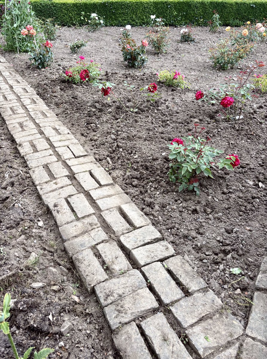 keithtesterliv1's tweet photo. A very muggy day here at the Manor House garden. Got on with tidying the rose garden taking out a poppy which was smothering a rose bush, also cleaned the brick path. Planted a tray of Scabious plants in a bed. #manorhouse #garden #roses #brickpath https://t.co/kCJnYaMjM7