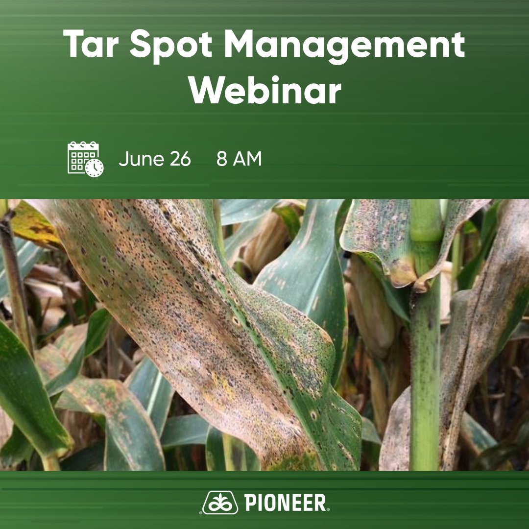 TOMORROW! 🌽 

Learn strategies to help combat Tar Spot with a free Pioneer Agronomy webinar.

Last chance to register: bit.ly/4jVw5Fn