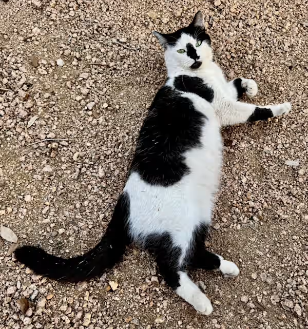 PetRehomingNet's tweet photo. Adopt Miller 🐾
10-month-old “cow cat” in San Antonio, TX. Playful, cuddly, and totally charming — but wants to be your one and only.
📧 petrehomingnetwork@gmail.com
🔗 https://t.co/opGXvyRMlR

#SanAntonioCats #AdoptMillerTX #AdoptDontShop https://t.co/FLfkykJFeI