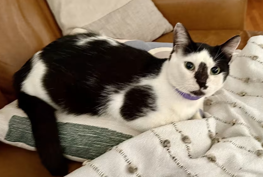 PetRehomingNet's tweet photo. Adopt Miller 🐾
10-month-old “cow cat” in San Antonio, TX. Playful, cuddly, and totally charming — but wants to be your one and only.
📧 petrehomingnetwork@gmail.com
🔗 https://t.co/opGXvyRMlR

#SanAntonioCats #AdoptMillerTX #AdoptDontShop https://t.co/FLfkykJFeI