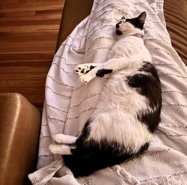 PetRehomingNet's tweet photo. Adopt Miller 🐾
10-month-old “cow cat” in San Antonio, TX. Playful, cuddly, and totally charming — but wants to be your one and only.
📧 petrehomingnetwork@gmail.com
🔗 https://t.co/opGXvyRMlR

#SanAntonioCats #AdoptMillerTX #AdoptDontShop https://t.co/FLfkykJFeI