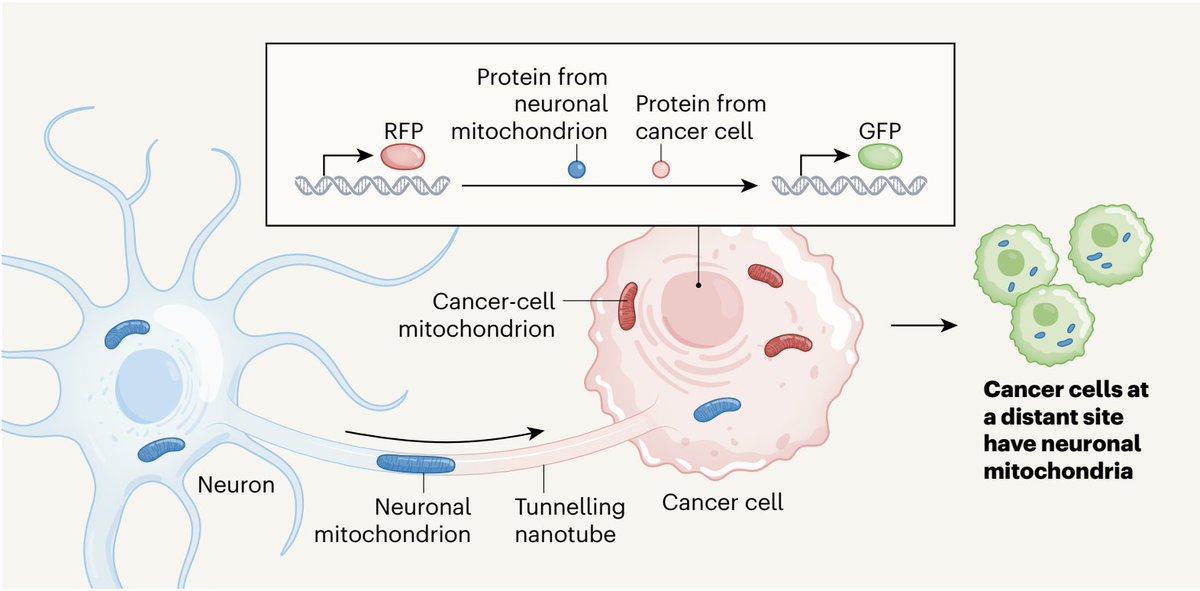 How nerve cells transfer their powerhouse mitochondria to fuel cancer cells <a href="/Nature/">nature</a> 
nature.com/articles/d4158…
nature.com/articles/s4158…
