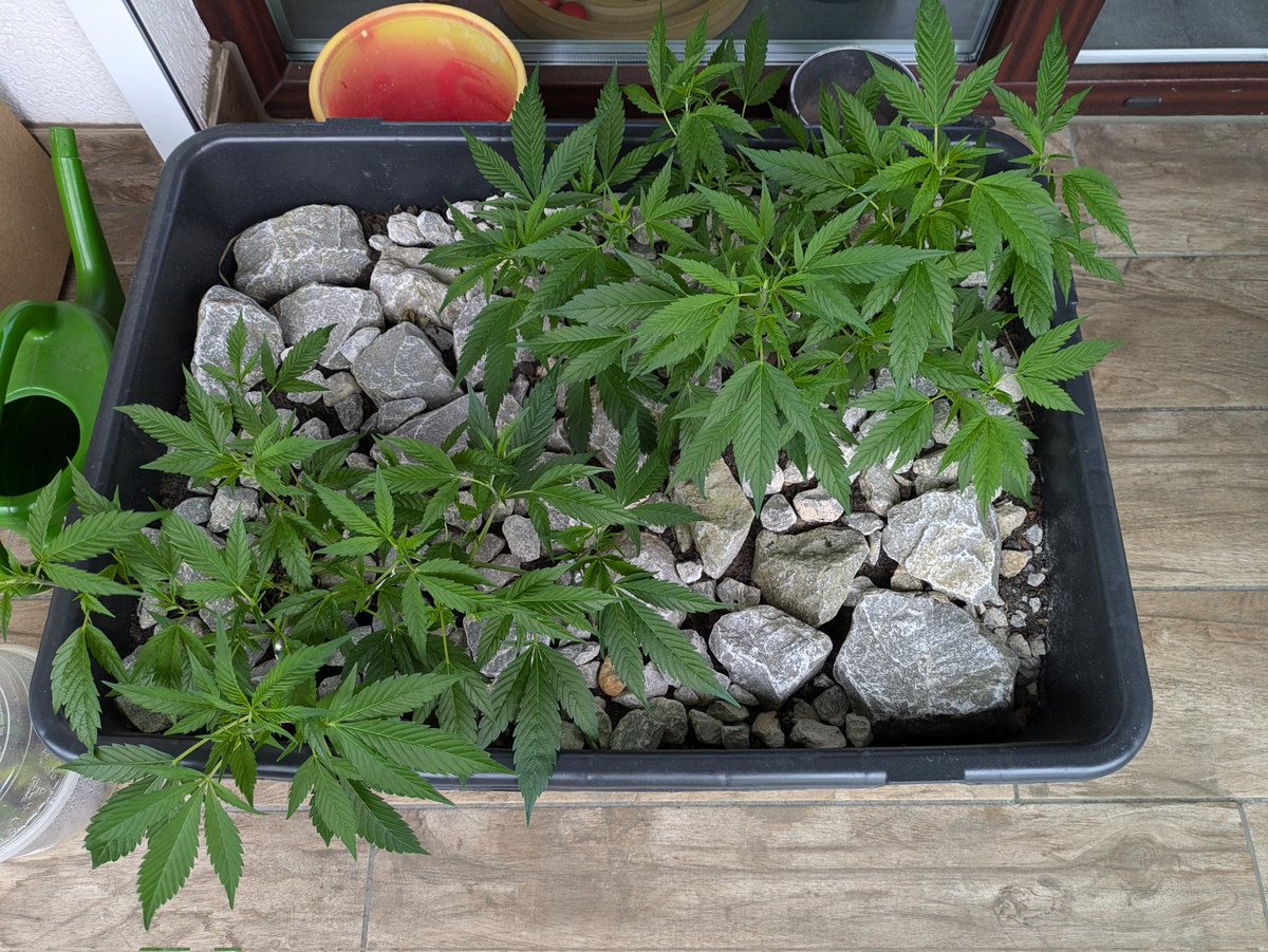 Hier die Twins (Ableger meiner überwinterten Gundula, RQS White Widow), wachsen per LST parallel an einander vorbei (so ist zumindest der Plan 😅)

Da bisher alle meine Mädels Namen bekommen haben, muss ich mir hier jetz noch ne gute Kombi überlegen...