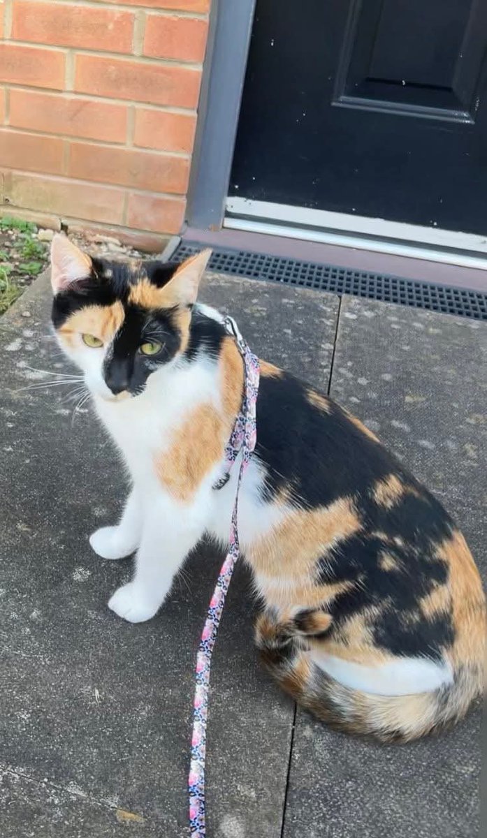 CatsMissing's tweet photo. 🙏#HelpFindMini 🐈
‼️⚠️12 WEEKS MISSING⚠️‼️ CASTLEDENE, LUMLEY, LUMLEY PARK BURN AREA #Durham
11 MONTHS OLD-FEMALE #LostCat
NO COLLAR
MICROCHIPPED #ScanMe
STOLEN FROM HER HOME IN STOKE ON TRENT & ABANDONED 3 HOURS
AWAY #DH3 POSTCODE
⚠️REWARD FOR SAFE RETURN https://t.co/WpePvus0OV