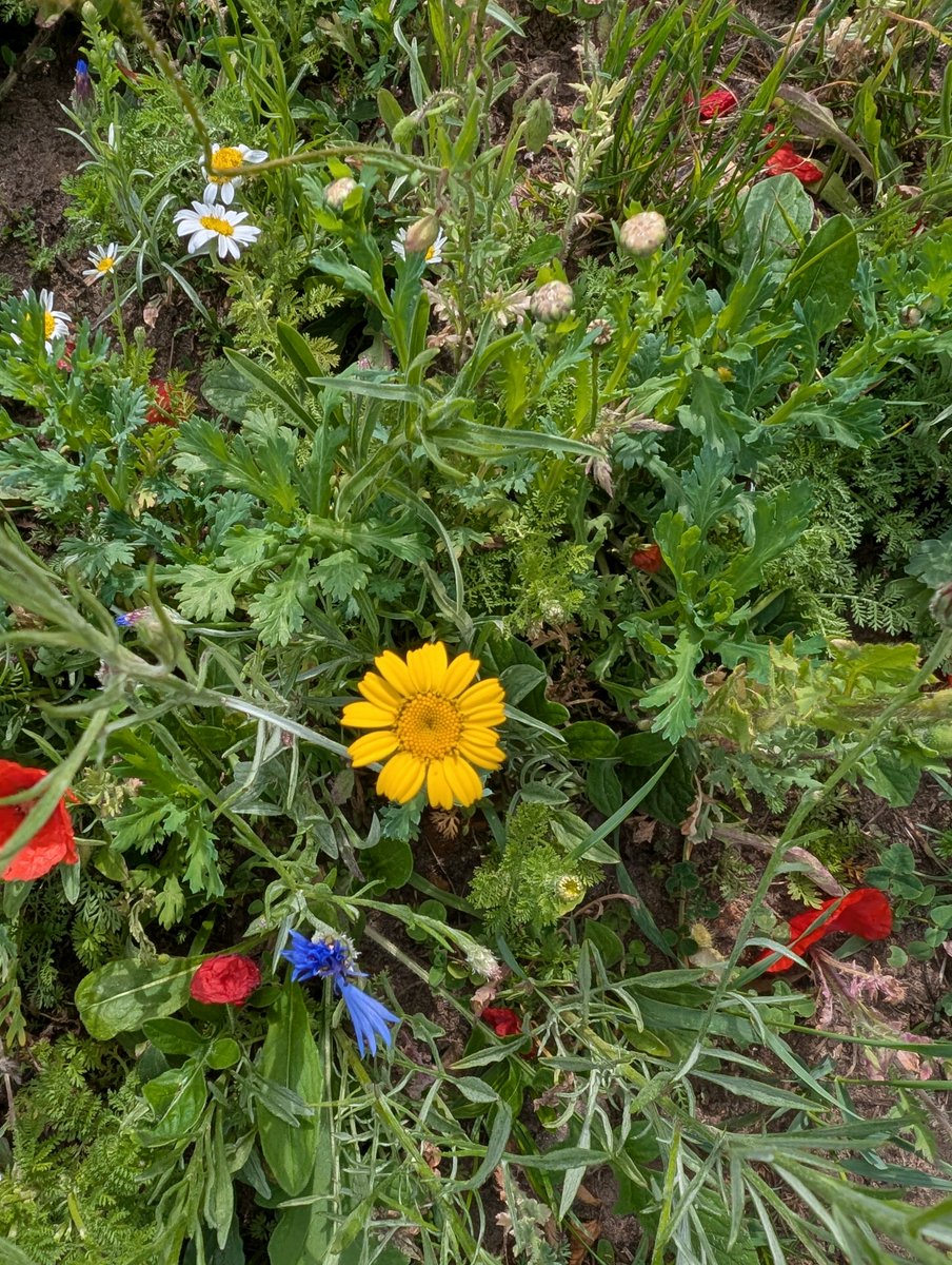 Today's #Flowertable is the bright yellow
Asteraceae
CORN MARIGOLD
Glebionis segetum