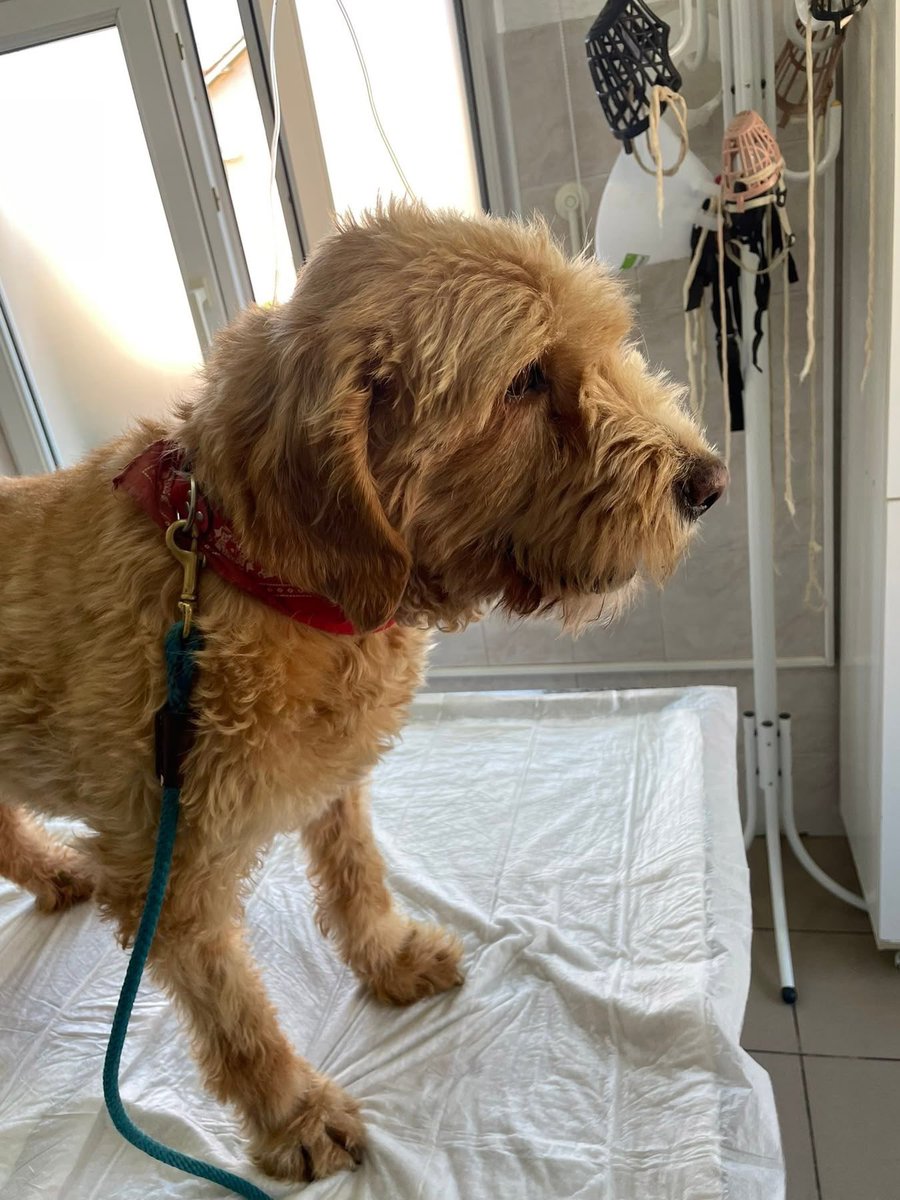 LendAPawRescue's tweet photo. Ginny update: 

The x-rays results were not great, there is clearly some infection on the lungs, which also showed on the bloodwork. That explains the cough. Stefan gave her antibiotics for that, which she will take for 10 days. (€86)

He looked at her heart on the ultrasound and said that the heart looks good, which was also confirmed on the additional vcheck test.

Ginny sadly also has a Transmissible venereal tumor (TVT). I can’t even imagine how uncomfortable and painful it is for her. She will need chemo for that 😞 this poor girl is such an unlucky pup. 

Leish, heartworm now a chest infection and a TVT tumour. Any help is greatly appreciated. Donation links below 👇 mark up any donation as Ginny 🙏

Bank - 08-92-99 / 67355028 account name Lend A Paw Rescue

https://t.co/la6QyU1ZUG