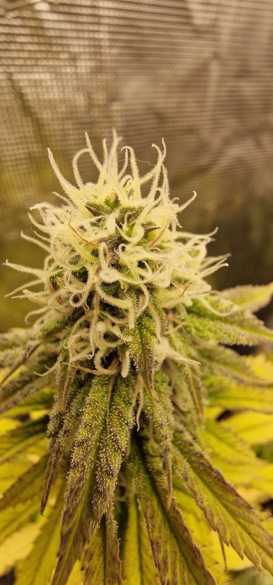 #PinkGelato Una obra maestra de la naturaleza 😋🏆

#weed #autocultivo <a href="/KannabiaSeeds/">Kannabia Seeds</a>