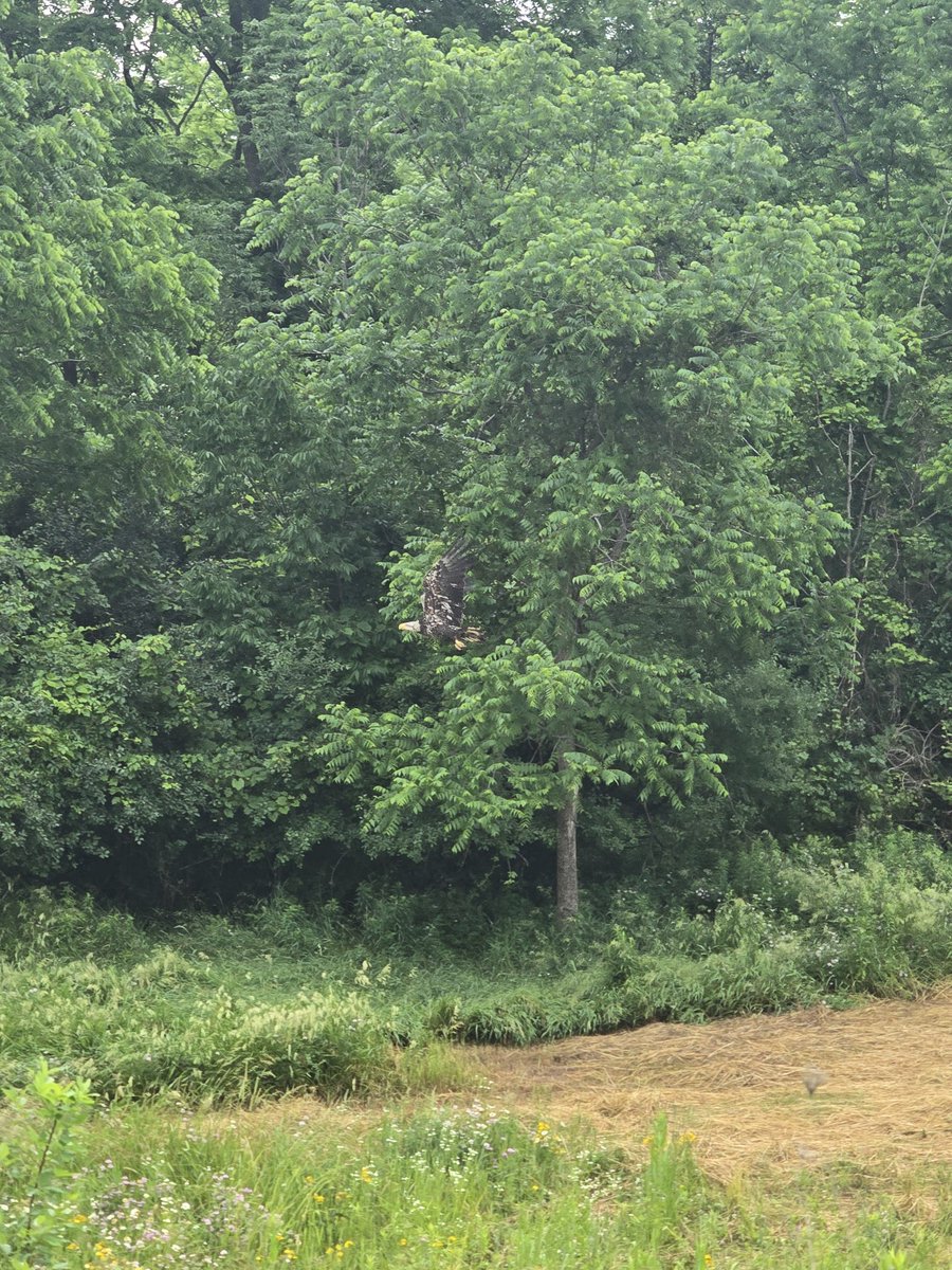 🦅