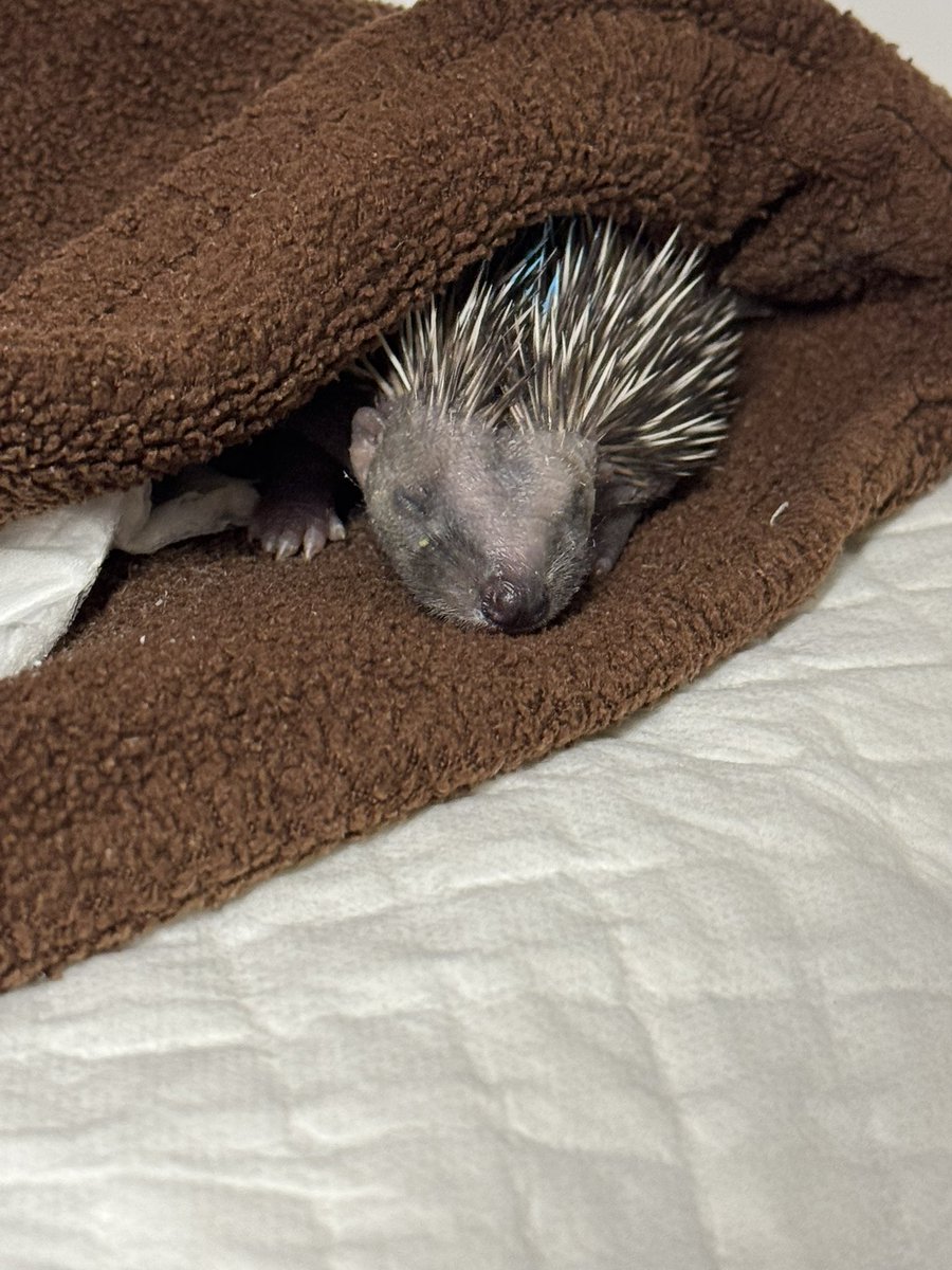 Prickles_Paws's tweet photo. 💚 Hoglet overload 💚
In the last 5 days we have had 40 admissions, taking us to over 70 🦔onsite! We currently 15 hoglets requiring regular hand feeds.  Support us through our busy season with a donation or a wishlist purchase - every little helps! https://t.co/gBAxmnU0Qf https://t.co/hakAm9LA6D