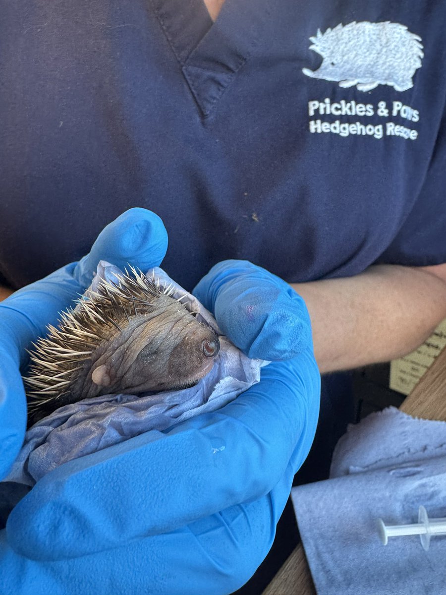 Prickles_Paws's tweet photo. 💚 Hoglet overload 💚
In the last 5 days we have had 40 admissions, taking us to over 70 🦔onsite! We currently 15 hoglets requiring regular hand feeds.  Support us through our busy season with a donation or a wishlist purchase - every little helps! https://t.co/gBAxmnU0Qf https://t.co/hakAm9LA6D