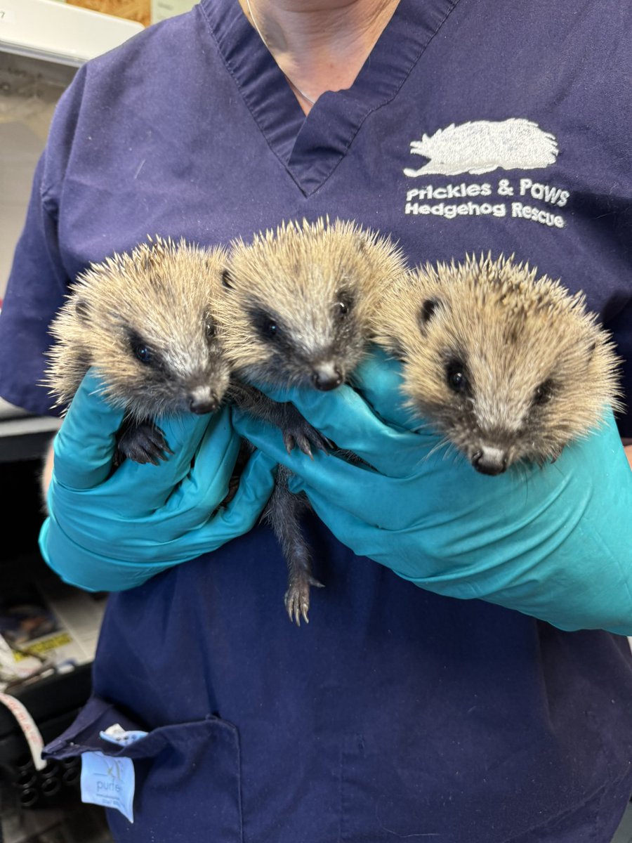💚 Hoglet overload 💚
In the last 5 days we have had 40 admissions, taking us to over 70 🦔onsite! We currently 15 hoglets requiring regular hand feeds.  Support us through our busy season with a donation or a wishlist purchase - every little helps! amazon.co.uk/hz/wishlist/ls…