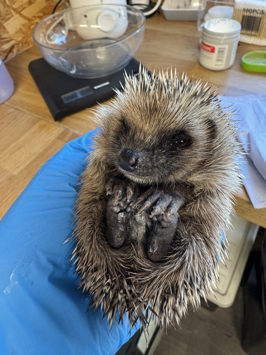 Prickles_Paws's tweet photo. 💚 Hoglet overload 💚
In the last 5 days we have had 40 admissions, taking us to over 70 🦔onsite! We currently 15 hoglets requiring regular hand feeds.  Support us through our busy season with a donation or a wishlist purchase - every little helps! https://t.co/gBAxmnU0Qf https://t.co/hakAm9LA6D