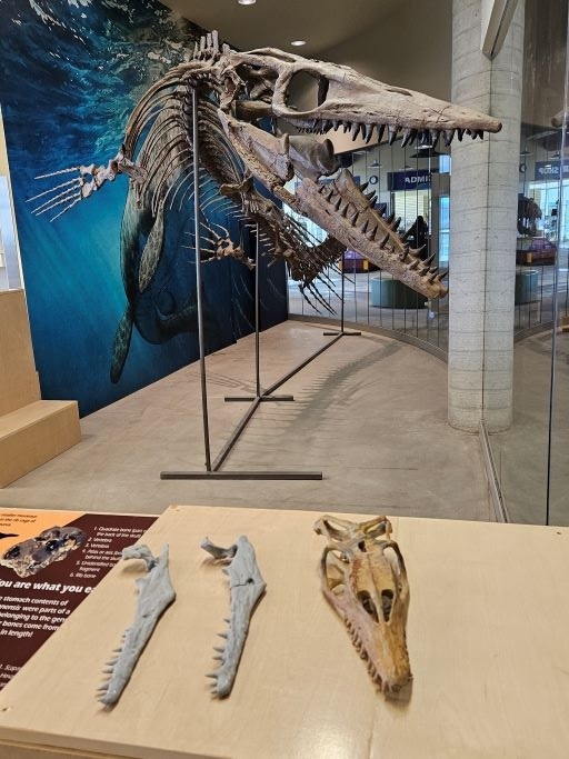 Looking for a summer adventure right here in Saskatchewan? Make sure to visit the T. Rex Discovery Centre in Eastend — home to Scotty, the largest T. rex ever discovered!

This world-class attraction offers a chance to get up close to prehistoric giants, explore interactive