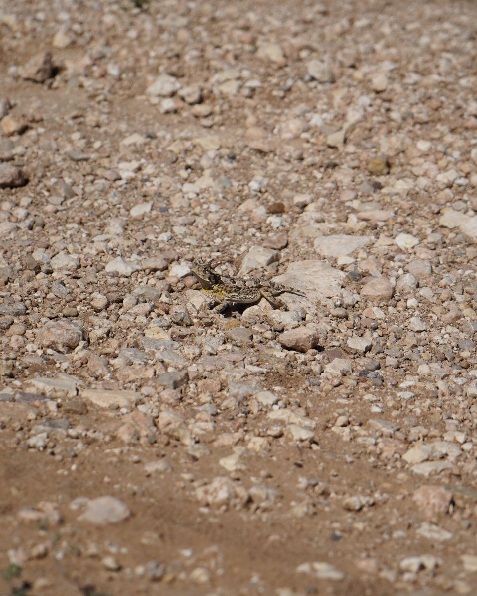 TPWDparks's tweet image. Standing on business… or just rocks? 🦎🪨
The Texas horned lizard (aka "horny toad") is a spiky icon - but it’s also a threatened species in TX.
They dig in sandy soil to nest, hibernate, and chill out. 😎 See one? Respect the space, let it vibe.
📍Seminole Canyon State Park