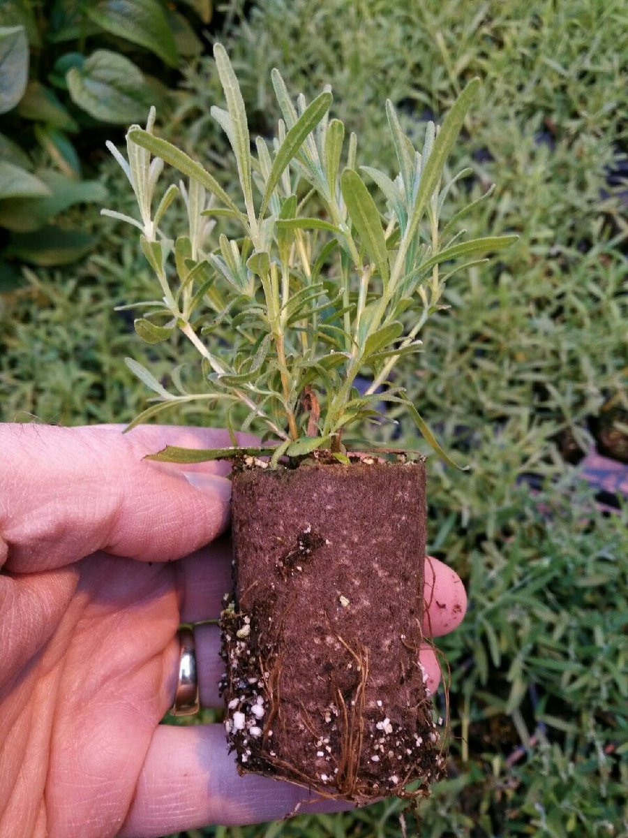 A.M.A. Horticulture Inc. tweet media